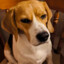 Zsazsa_the_Beagle