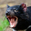Tassie Devil (TRADING)
