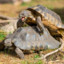 i like turtles