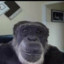 monke agent