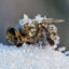 Cold Bee