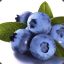 BlueBerry