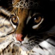 QueenOzelot