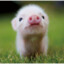 Minipig = Bacon