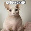 залупен co.