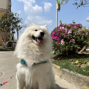 无敌的仓鼠公公