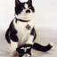 Meowschwitz