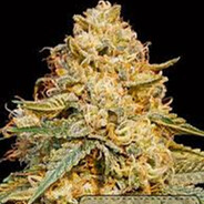 MERY elo 420#BAKAJOKO skins.army