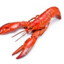 lobster
