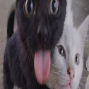 whoplugg