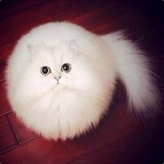 christopher78910 - steam id 76561197970951050