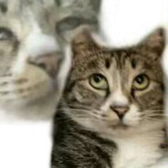 香香海芋子(CrabBean)