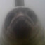 Chud