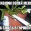 ПолейМеняПивком