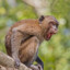 Macaque