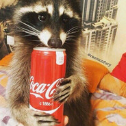 actual raccoon