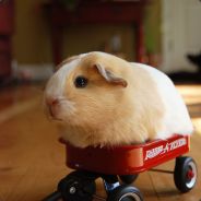 Hamtaro