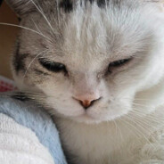 户子什么时候直播呢