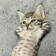 чай ромашковый