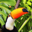 Tucan