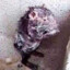 Ratão do Banhado
