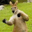 Kangaroo