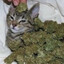 Katze