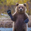 Sritney Bears