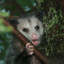 Possum