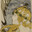 Siegfried