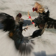 Cock Fight