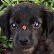 W3rnerHerz0g