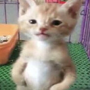 Sigmakitten67's avatar