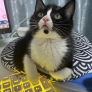 吃凤梨长大的菠萝