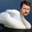 Swan Ronson