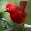 Red Bird