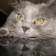 Crazy-KFC-Ba da ba ba