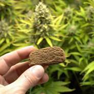 GanjaMan420