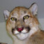 feral
