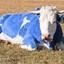 Blue.cow