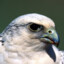 *сокол*🦅