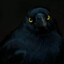 Black Raven