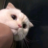 骑着月亮去捉猫