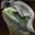 Knighted Lizard