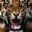 TIGERRRRRRRRRRRRRRRRRRRRRRRRRRRR