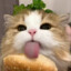 猫猫不是猫