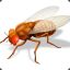Microfly
