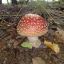 Infected___Mushroom