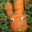 Carrotcrook