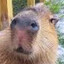 Capybara Simulator